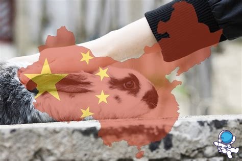  “Save Ralph” Animasyonundan Sonra Çin Hayvan Deneyleri Kararı Çıkarttı!